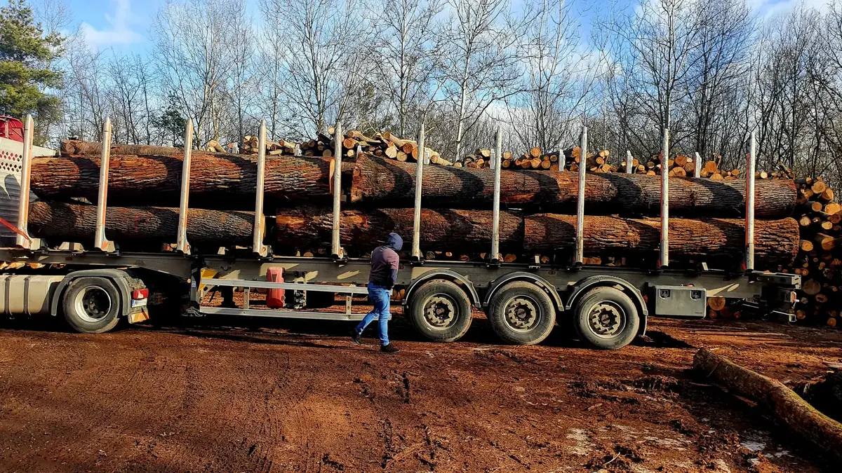 Logging trailer stacked with freshly cut timber logs