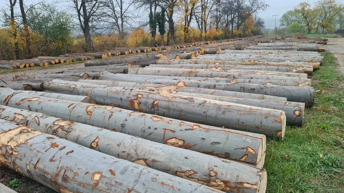 Rows of harvested logs in an autumn clearing