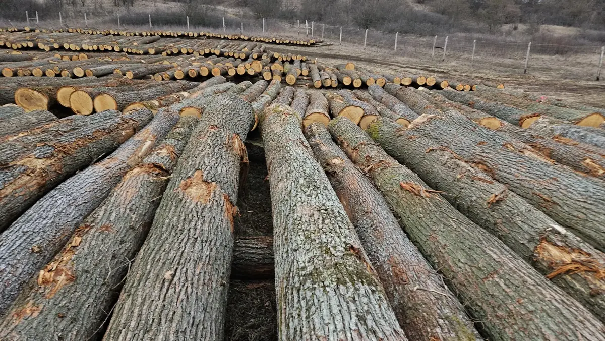 Organized stockpile of harvested timber logs