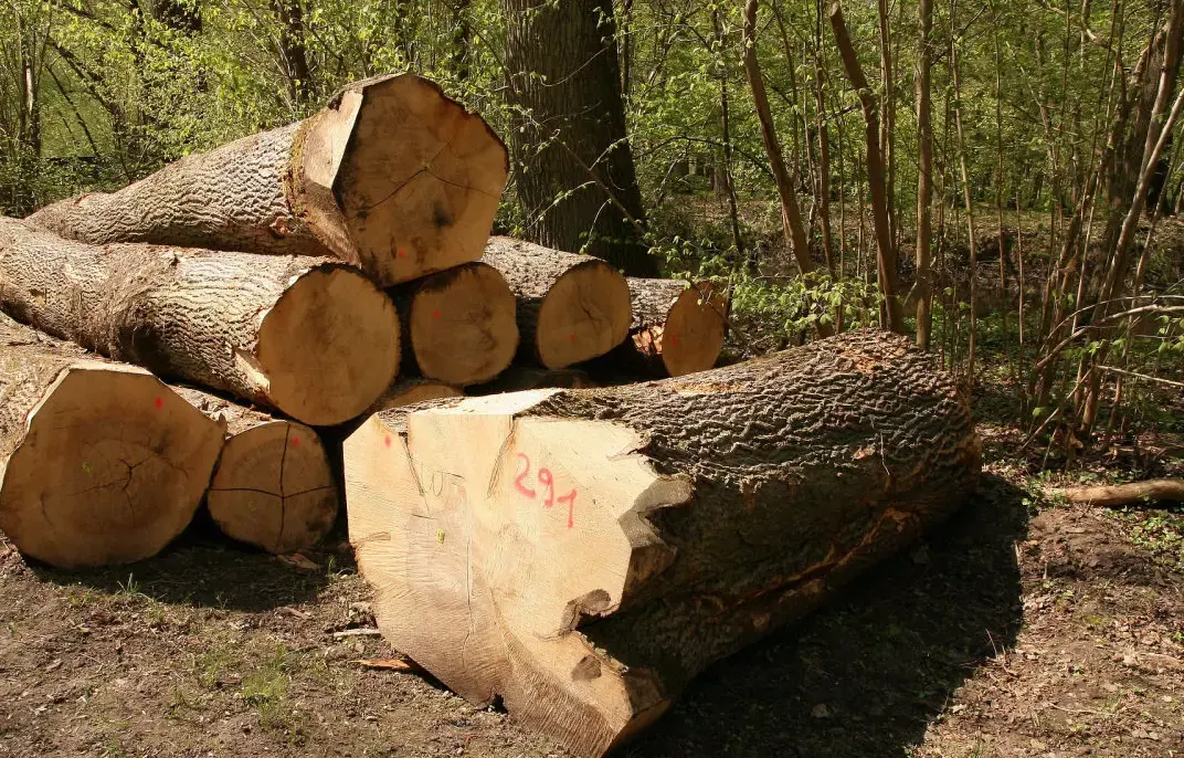 Freshly cut logs in a forest setting